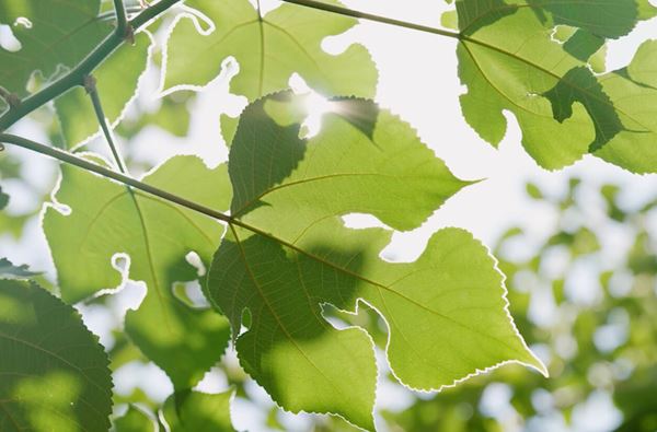 (C)Visual folklore Inc.