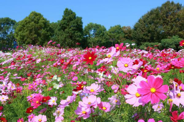 木曽三川公園センター コスモス ぴあエンタメ情報