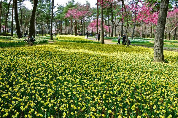 提供：国営ひたち海浜公園