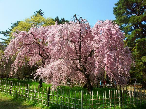 京都御苑の桜 ぴあエンタメ情報