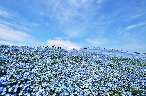 提供：国営ひたち海浜公園