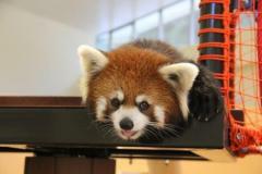 （c）静岡市立日本平動物園