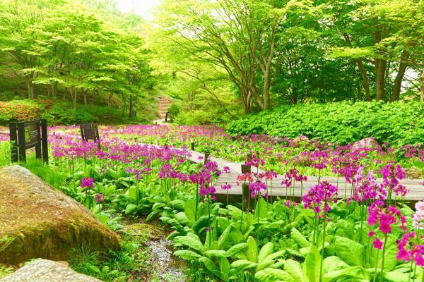 提供：六甲高山植物園