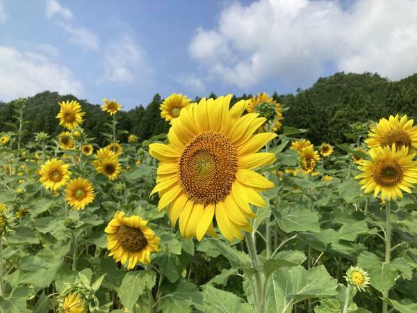 提供：但東シルクロード観光協会