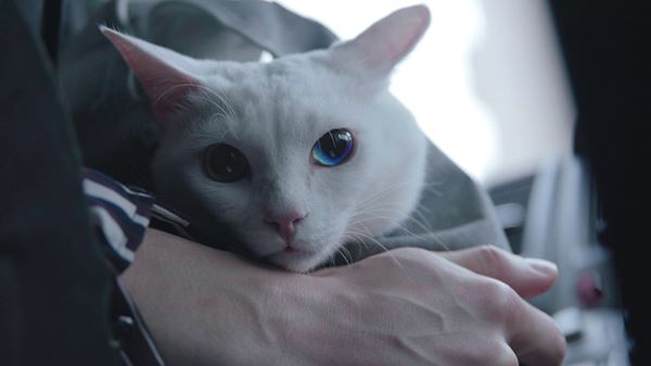 (C)2021 「吾輩は猫である!」製作委員会