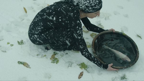 (C)BAFIS and Tremora 2017