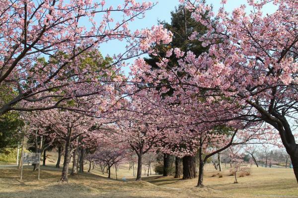 提供：淡路島国営明石海峡公園