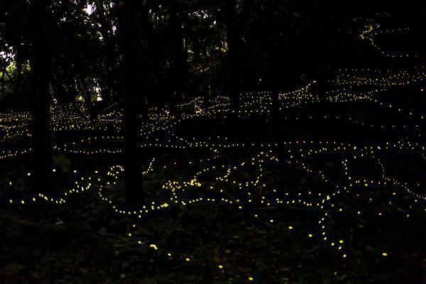 岩巣公園で光るヒメボタル　撮影：篠田通弘