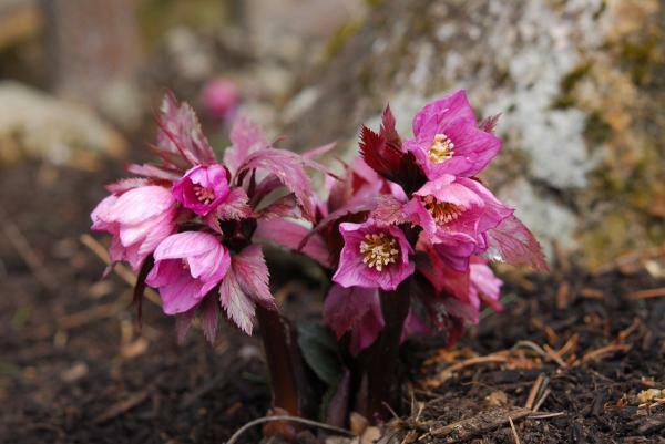 ヘレボルス・チベタヌス　提供：六甲高山植物園