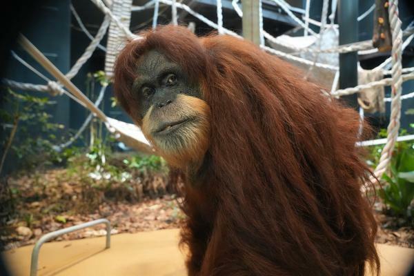 提供：名古屋市東山動植物園