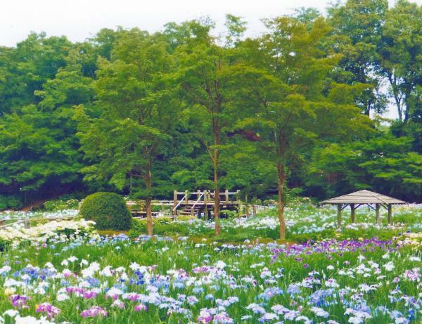 染谷花しょうぶ園 開園 ぴあエンタメ情報