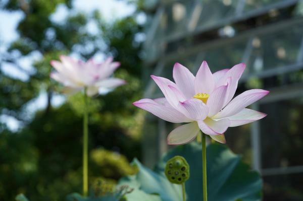 提供：宇治市植物公園