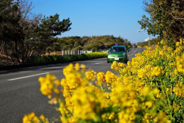 房総フラワーライン 菜の花 ぴあエンタメ情報
