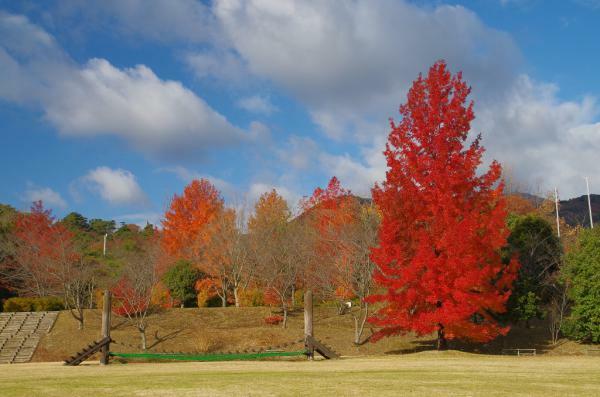 三重県民の森の紅葉 ぴあエンタメ情報