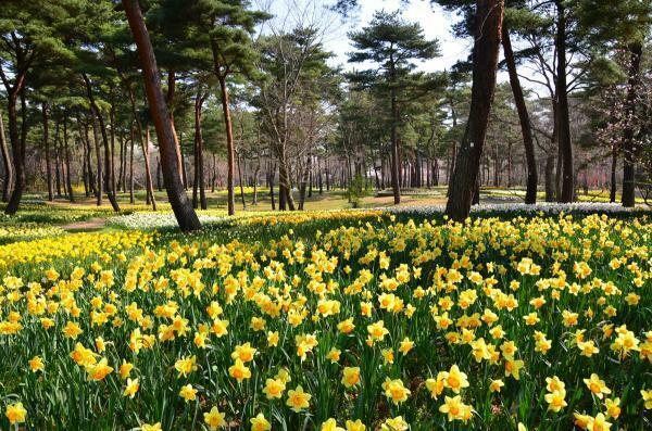 提供：国営ひたち海浜公園