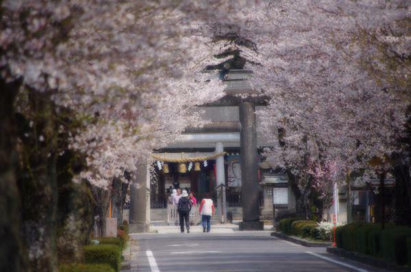 乃木神社の桜 ぴあエンタメ情報