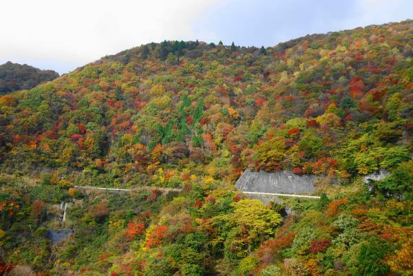 伊吹山ドライブウェイの紅葉 ぴあエンタメ情報