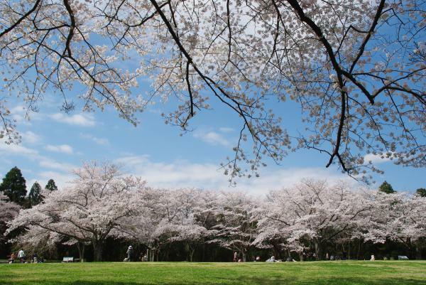 泉自然公園の桜 ぴあエンタメ情報