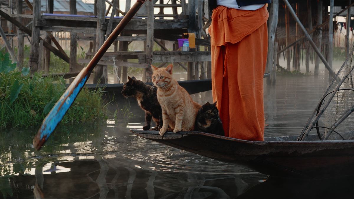 『劇場版 岩合光昭の世界ネコ歩き あるがままに、水と大地のネコ家族』 (c)「劇場版岩合光昭の世界ネコ歩き2」製作委員会 (c)Mitsuaki Iwago