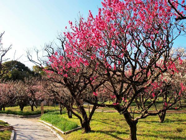 提供：万博記念公園マネジメント・パートナーズ