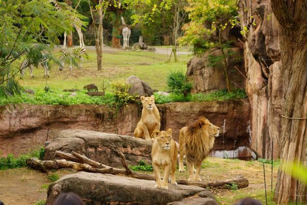 提供：天王寺動物園