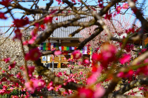 令和5年梅まつり写真コンクール　銅2　松田常義　梅林の寺