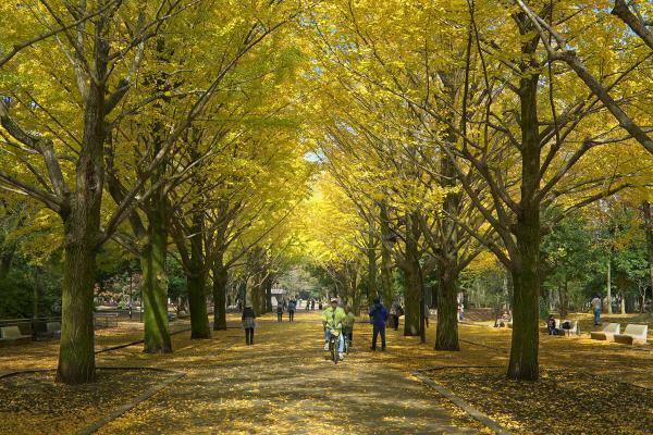 （c）公益財団法人東京都公園協会