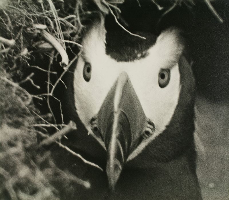 《エトピリカの顔》 1934/1935年 北千島パラムシル島 撮影：下村兼史　所蔵：（公財）山階鳥類研究所