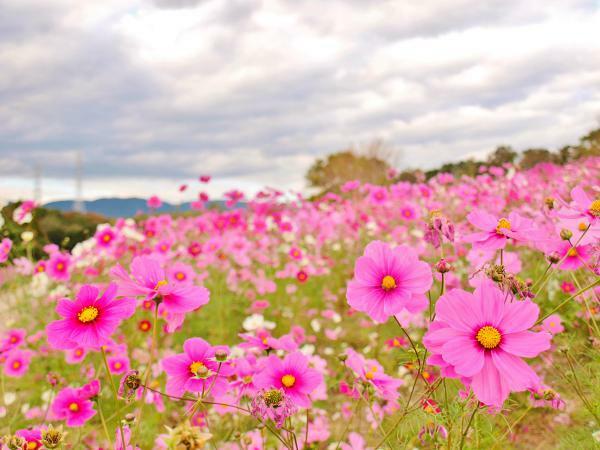 万博記念公園 コスモスフェスタ ぴあエンタメ情報