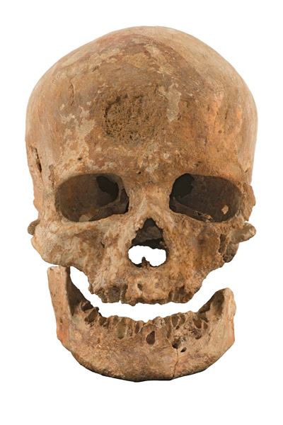 氷河期を生きたネアンデルタール人とクロマニョン人の実物頭骨を