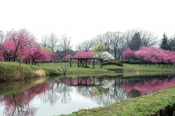 古河公方公園(古河総合公園)