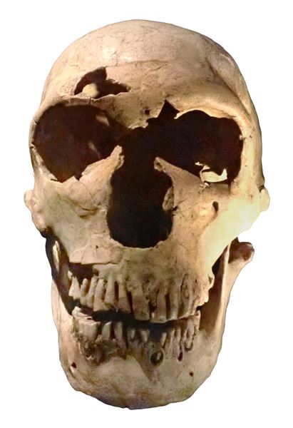 氷河期を生きたネアンデルタール人とクロマニョン人の実物頭骨を