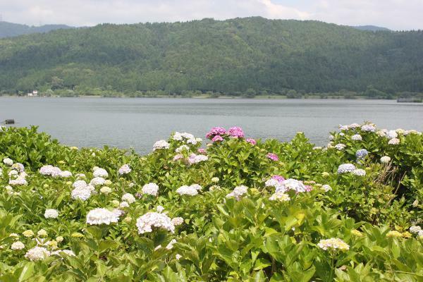 余呉湖あじさい園のアジサイ ぴあエンタメ情報 余呉湖あじさい園のアジサイ ぴあエンタメ情報