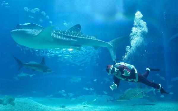 サンタダイバー ぴあエンタメ情報