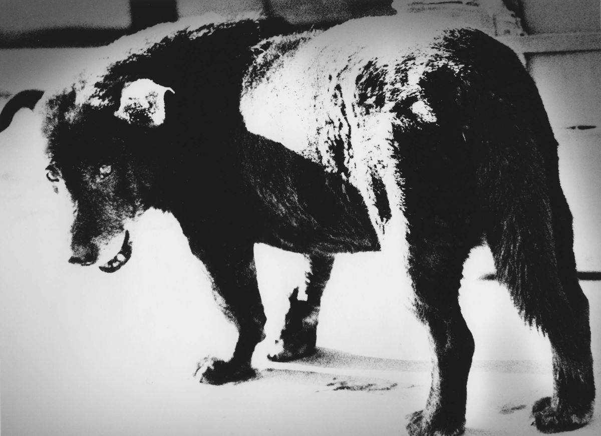 森山大道 《三沢の犬》 1971年　©Daido Moriyama Photo Foundation ※平成31年度東京都写真美術館新規収蔵作品