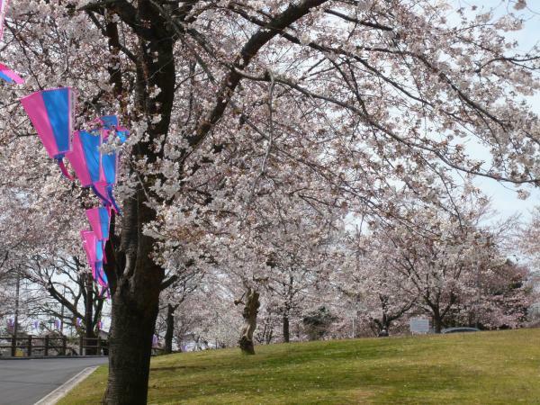 提供：公益社団法人栃木県観光物産協会