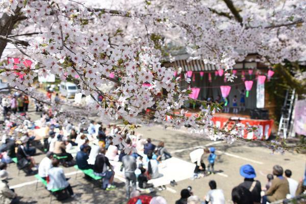 あつぎ飯山桜まつり ぴあエンタメ情報