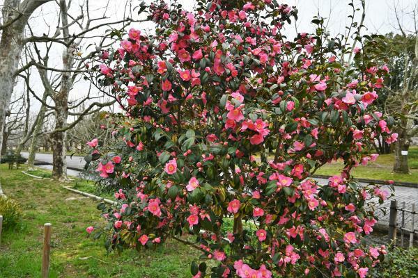 提供：万博記念公園マネジメント・パートナーズ