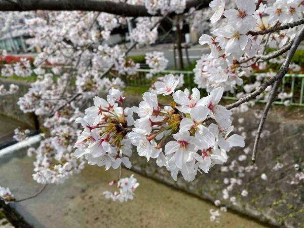 提供：京都市上下水道局