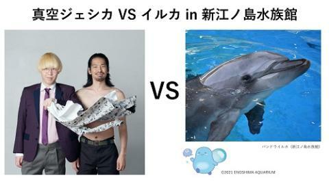 真空ジェシカ VS イルカ in 新江ノ島水族館 | ぴあエンタメ情報