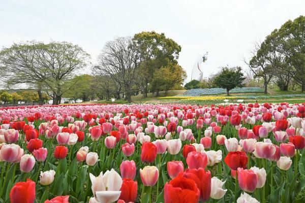 提供：万博記念公園マネジメント・パートナーズ