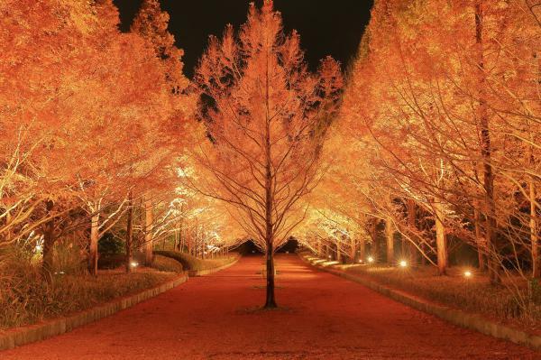神戸市立森林植物園 紅葉のライトアップ ぴあエンタメ情報