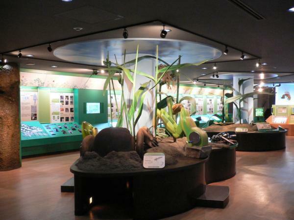 橿原市昆虫館　展示室