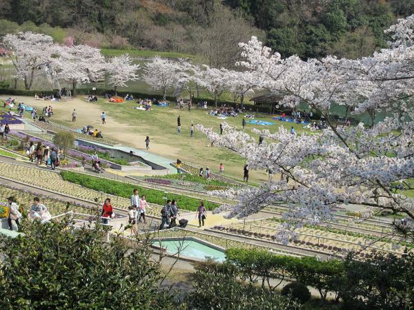 和歌山県植物公園緑花センターの桜 ぴあエンタメ情報