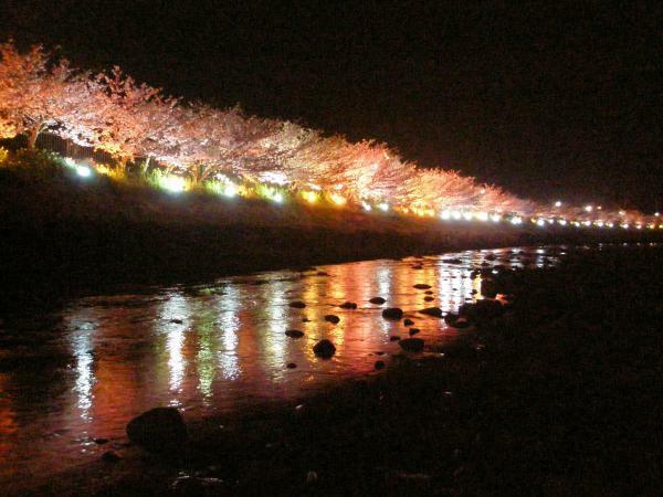峰温泉の夜桜　提供：一般社団法人河津町観光協会