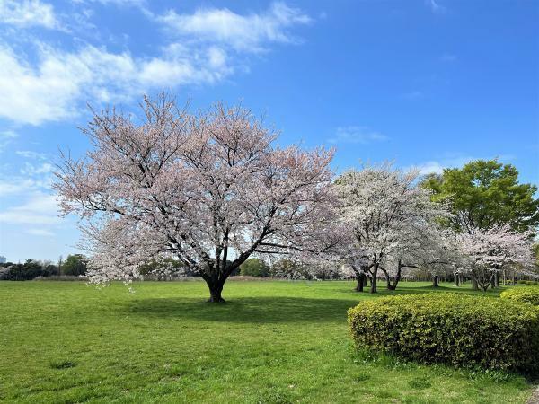 東京都立水元公園
