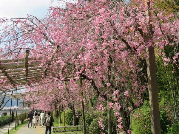 提供：京都府京都土木事務所