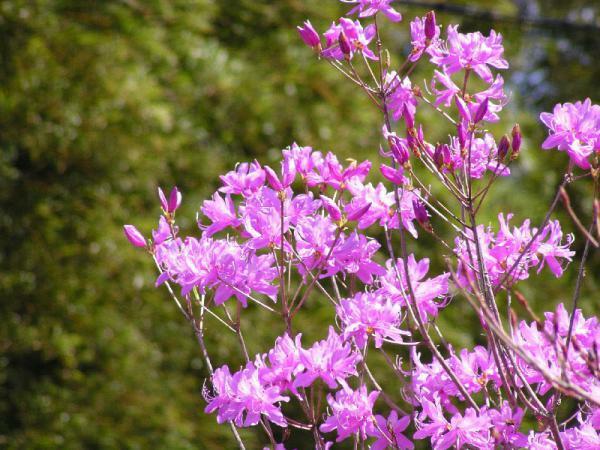 清澄三つ葉つつじ 開花 ぴあエンタメ情報 清澄三つ葉つつじ 開花 ぴあエンタメ情報