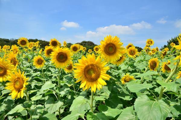 提供：国営ひたち海浜公園