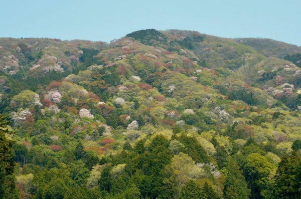 高峯の山桜